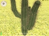 725_cactus3.jpg